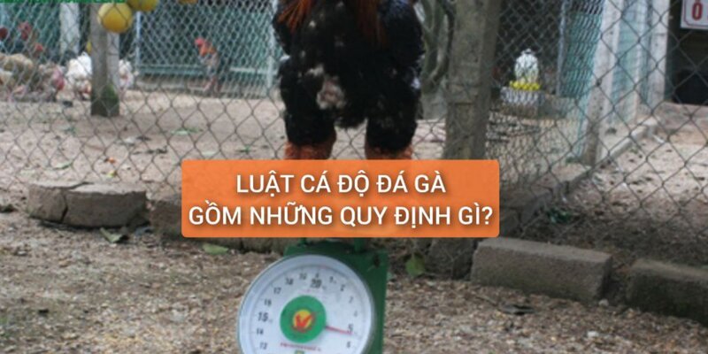 Luật cá độ đá gà gồm có những quy định gì?