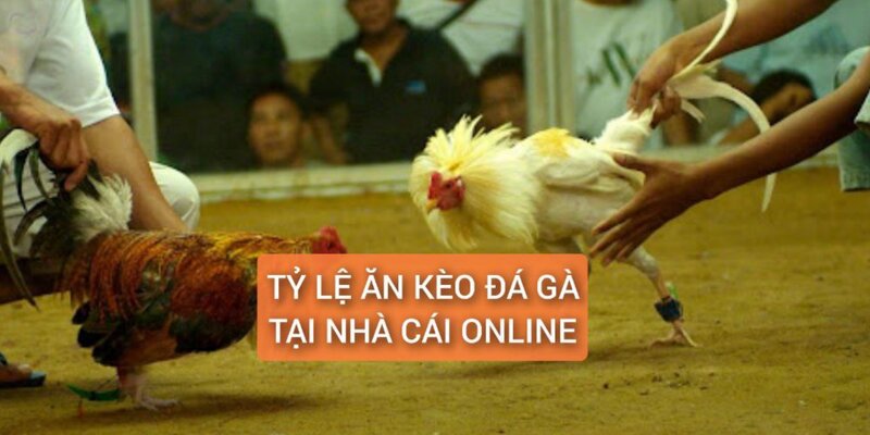 Tỷ lệ ăn kèo đá gà tại nhà cái online