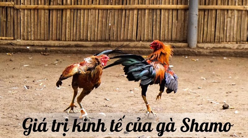 Nuôi Gà Shamo – Kinh nghiệm từ A đến Z cho người mới bắt đầu