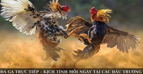 Đá Gà Trực Tiếp – Kịch Tính Mỗi Ngày Tại Các Đấu Trường Lớn