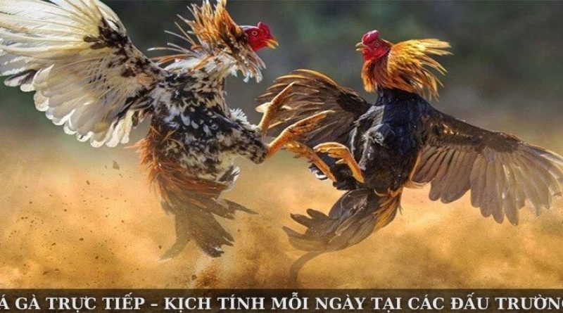 Đá Gà Trực Tiếp – Kịch Tính Mỗi Ngày Tại Các Đấu Trường Lớn