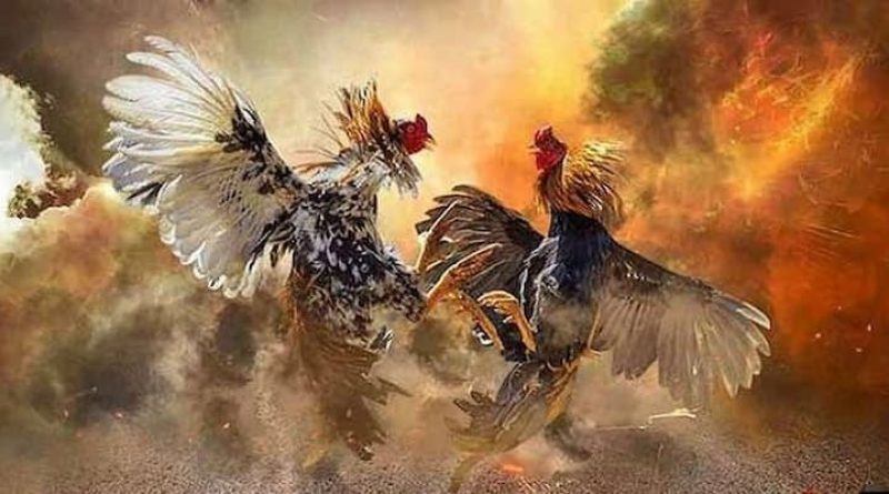 Đá gà leo88 – Trải nghiệm chơi đá gà trực tuyến cực kỳ hấp dẫn