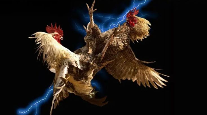 Tận hưởng niềm vui và cơ hội chiến thắng cùng đá gà online LUCK8