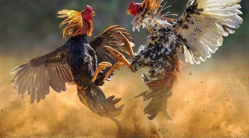 Đá gà SINBET – Sân chơi minh bạch, tỷ lệ ăn cược cực cao