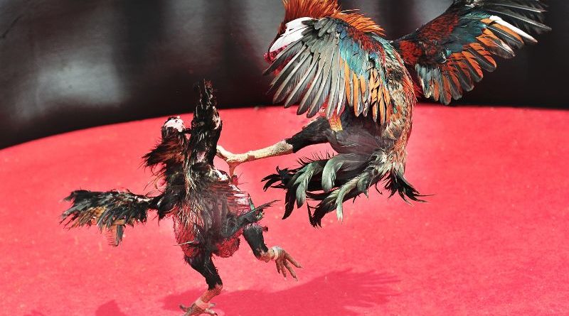 Kiến Thức Gà Chọi MU88 Toàn Diện Và Dễ Hiểu Cho Các Tân Thủ