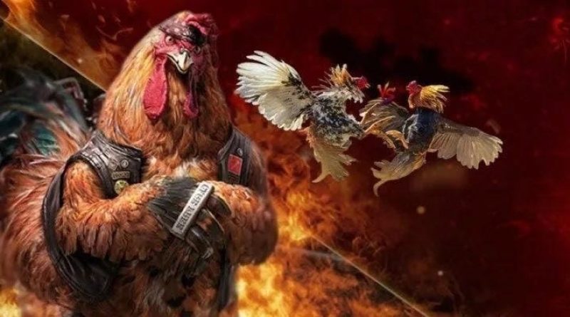 Đá gà C168 – Nơi hội tụ các sảnh đấu gà chuyên nghiệp